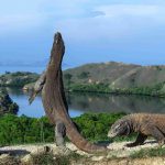 Liburan Pertama ke Pulau Komodo? Ini Biaya dan Waktu Idealnya
