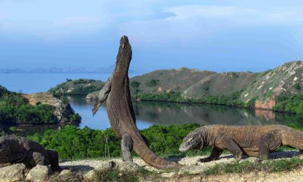 Liburan Pertama ke Pulau Komodo? Ini Biaya dan Waktu Idealnya
