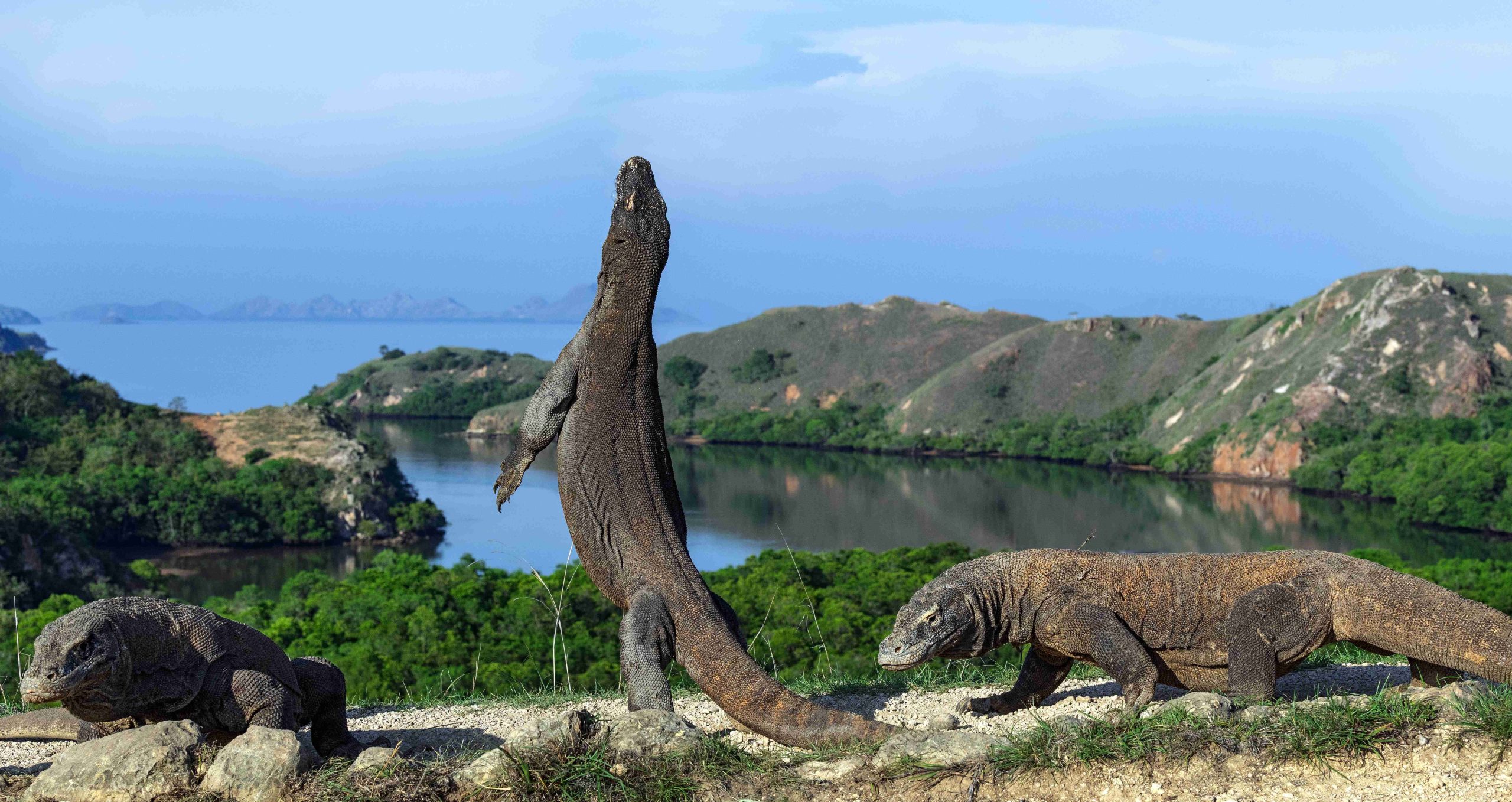 Pemandangan Pulau Komodo sebagai destinasi wisata alam Nusa Tenggara Timur