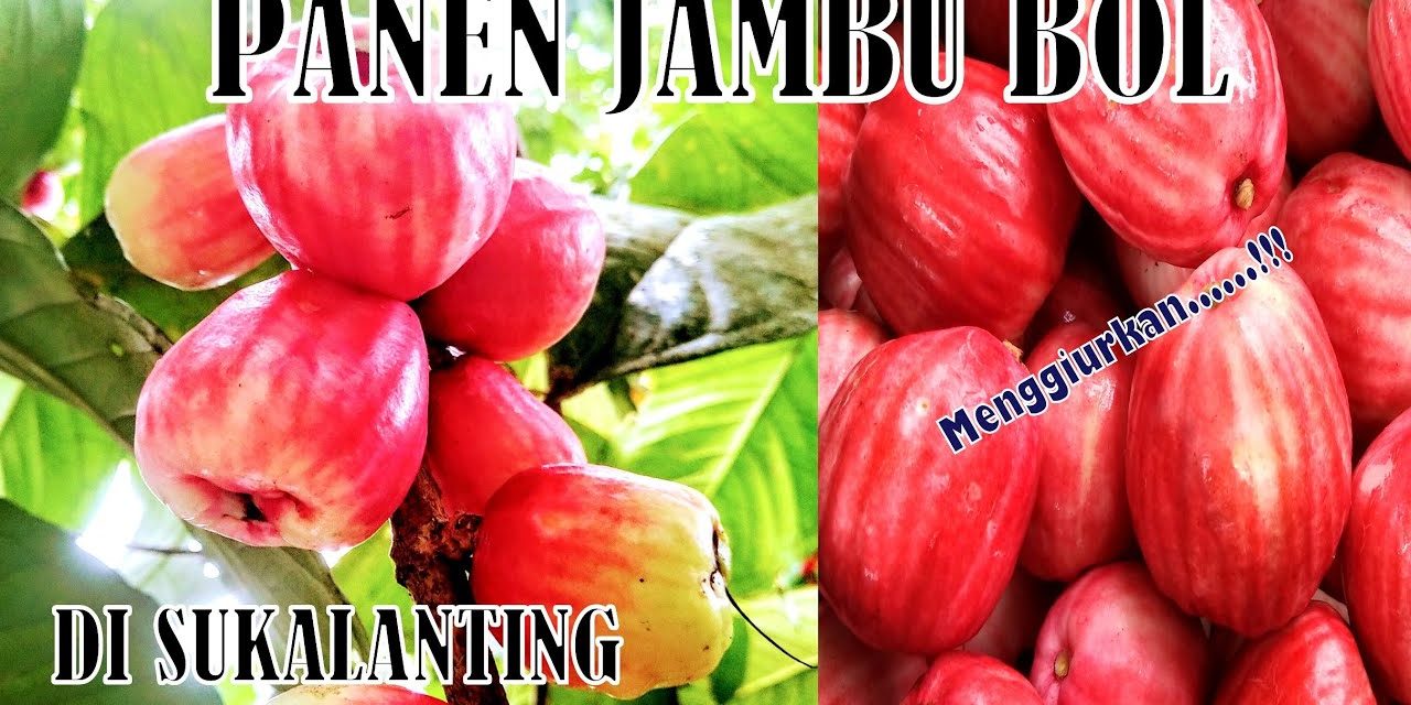 Potensi Jambu Bol Sebagai Buah Lokal Bernilai Ekonomi Tinggi