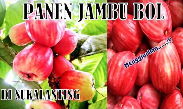 Potensi Jambu Bol Sebagai Buah Lokal Bernilai Ekonomi Tinggi