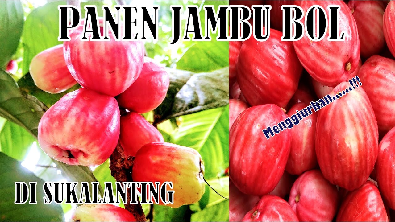 Potensi Jambu Bol