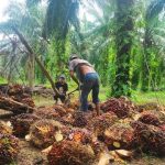 Petani Sawit Minta Purbaya Batalkan Tarif Ekspor CPO 12,5%