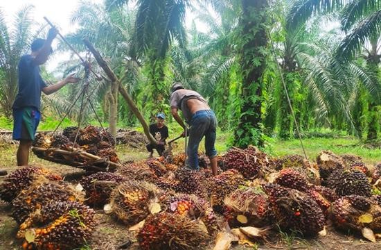 Petani Sawit Minta Purbaya Batalkan Tarif Ekspor CPO 12,5%