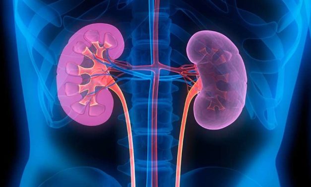 Diet Tinggi Protein dan Risiko Ginjal, Fakta di Hari Ginjal Sedunia