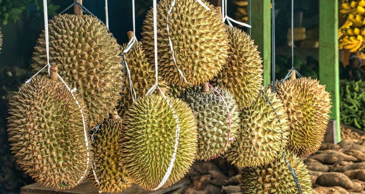 Kampung Durian Banjaroya, Destinasi Favorit Menikmati Durian Menoreh di Kulon Progo