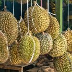 Kampung Durian Banjaroya, Destinasi Favorit Menikmati Durian Menoreh di Kulon Progo