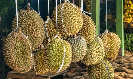 Kampung Durian Banjaroya, Destinasi Favorit Menikmati Durian Menoreh di Kulon Progo