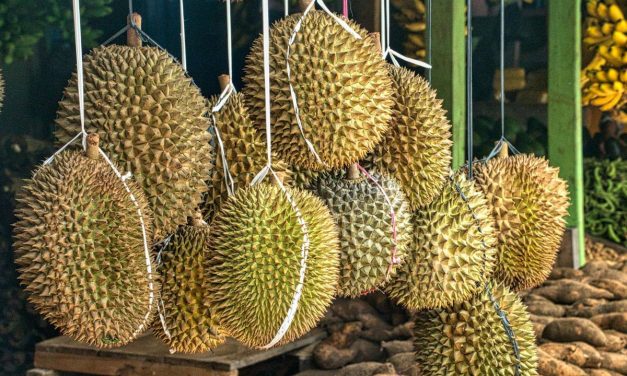 Kampung Durian Banjaroya, Destinasi Favorit Menikmati Durian Menoreh di Kulon Progo