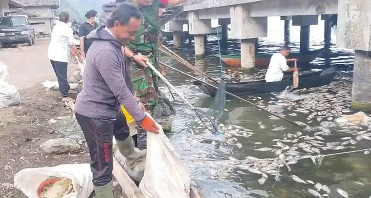 Semburan Belerang Danau Batur Kembali Sebabkan Puluhan Ton Ikan Mati, Pembudidaya Terancam Rugi Besar