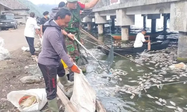 Semburan Belerang Danau Batur Kembali Sebabkan Puluhan Ton Ikan Mati, Pembudidaya Terancam Rugi Besar
